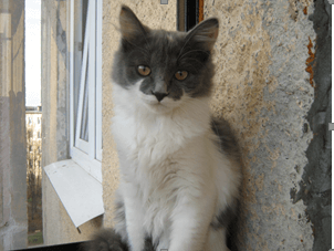 кошка мотя